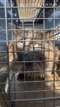 Domestic Long Hair Cats Available for Adoption - SHADYCAKE | PetCurious