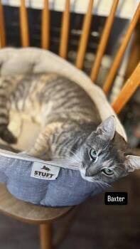 Baxter -  Domestic Short Hair Cat for Adoption in Gardena, California - Baxter | PetCurious