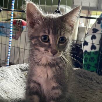 Cirrus -  Domestic Short Hair Cat for Adoption in Holly, Michigan - Cirrus | PetCurious
