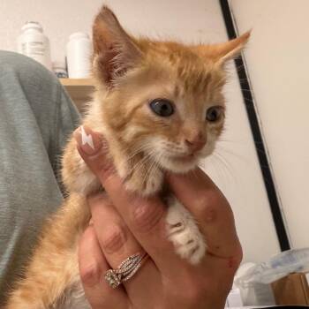 Domestic Short Hair Cats Available for Adoption in Lake Jackson, Texas - Poppy | PetCurious