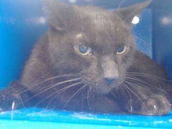 Rescue Domestic Short Hair Cats for Adoption in Orlando, Florida - KITTY BOY | PetCurious
