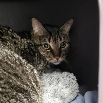 Domestic Short Hair Cats Available for Adoption in Lake Panasoffkee, Florida - Archie | PetCurious