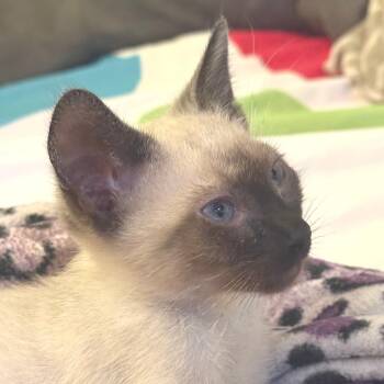 Coco Puffs -  Siamese Cat Available for Adoption in Los Angeles, California - Coco Puffs | PetCurious