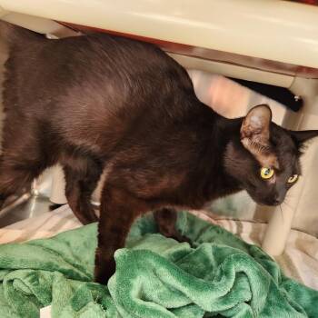Binx -  Domestic Medium Hair Cat for Adoption in Walker, Michigan - Binx | PetCurious