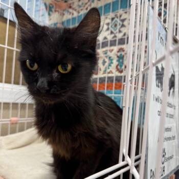 Angela -  Domestic Medium Hair Cat for Adoption in Medford, Oregon - Angela | PetCurious