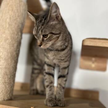 Domestic Short Hair Cats Available for Adoption - Lillian | PetCurious
