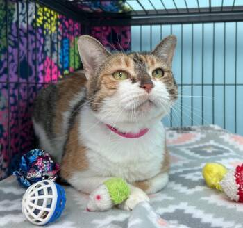Domestic Short Hair Cats Available for Adoption - Rainbow | PetCurious