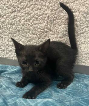 Rescue Domestic Short Hair Cats for Adoption in Lampasas, Texas - Candy | PetCurious