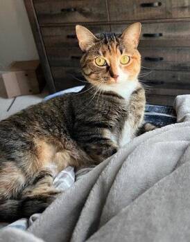 Domestic Short Hair Cats Available for Adoption in Herndon, Virginia - Juliet (& Romeo) - Bonded | PetCurious