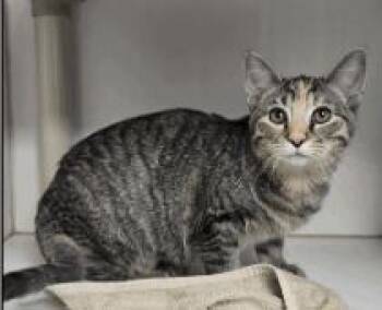 Rescue Domestic Short Hair Cats for Adoption in Broomfield, Colorado - SAGE | PetCurious