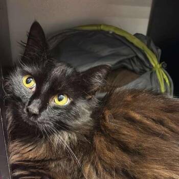 Domestic Long Hair Cats Available for Adoption - Sir Ellsworth @ PetSmart On Dorchester Road | PetCurious