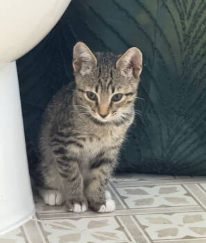 Rescue Domestic Short Hair Cats for Adoption in Chandler, Arizona - Lychee | PetCurious