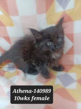 Domestic Medium Hair Cats Available for Adoption in New York, New York - Athena | PetCurious