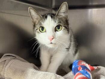 Lunar -  Domestic Short Hair Cat for Adoption in New York, New York - Lunar | PetCurious