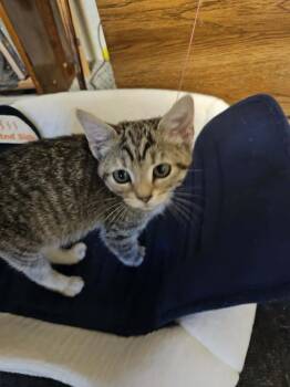 Domestic Short Hair Cats Available for Adoption in South Bend, Indiana - Jill | PetCurious
