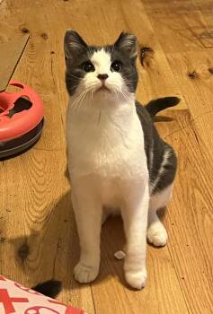 Domestic Short Hair Cats Available for Adoption - Noki | PetCurious