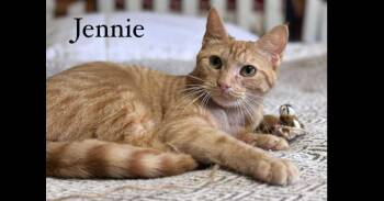 Jennie -  Domestic Short Hair Cat for Adoption in Groveland, Massachusetts - Jennie | PetCurious