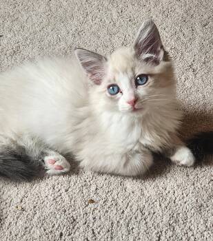 BRIAN - Backstreet Boys- Himilayan/Snowshoe Mix -  Siamese and Snowshoe Cat for Adoption in Hillsboro, Oregon - BRIAN - Backstreet Boys- Himilayan/Snowshoe Mix | PetCurious