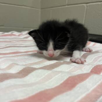 Emerald -  Domestic Short Hair Cat for Adoption in Bristol, Indiana - Emerald | PetCurious