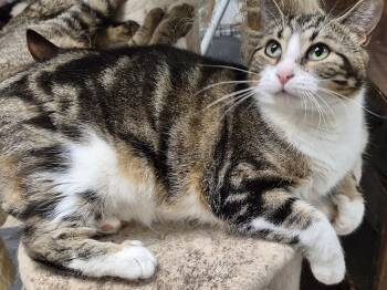 Rescue Domestic Short Hair Cats for Adoption in Chatham, Ontario - Ellie | PetCurious
