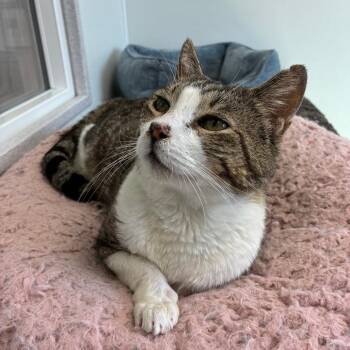 Barney -  Domestic Short Hair Cat for Adoption in St. Helena, California - Barney | PetCurious