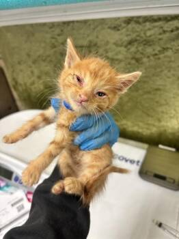 GTR -  Domestic Short Hair Cat for Adoption in Riverside, California - GTR | PetCurious