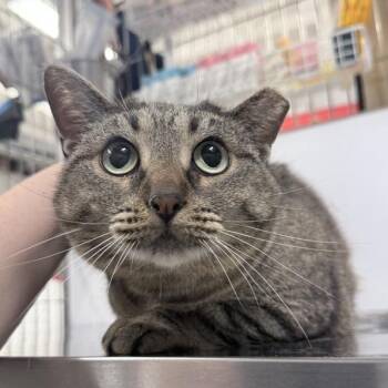 Domestic Short Hair Cats Available for Adoption in New York, New York - Smoosh | PetCurious