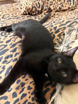 Eva Porter -  Domestic Short Hair Cat for Adoption in Philadelphia, Pennsylvania - Eva Porter | PetCurious