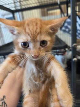 Domestic Short Hair Cats Available for Adoption in Bossier City, Louisiana - Finn | PetCurious