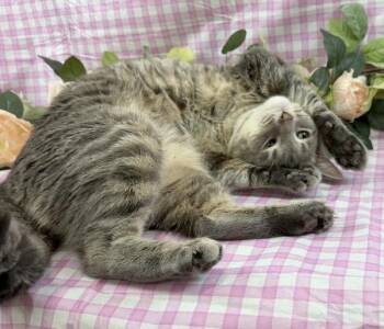 KZA -  Domestic Short Hair Cat for Adoption - KZA | PetCurious
