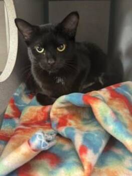Domestic Short Hair Cats Available for Adoption in Waterloo, Iowa - Ivy | PetCurious