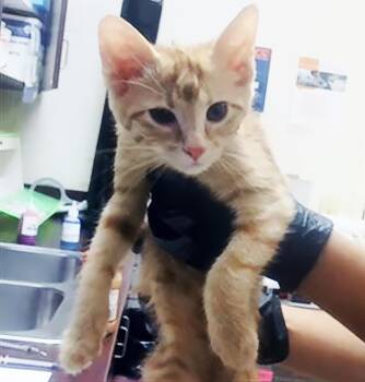 Twiggy -  Domestic Short Hair Cat for Adoption in Nashville, Tennessee - Twiggy | PetCurious
