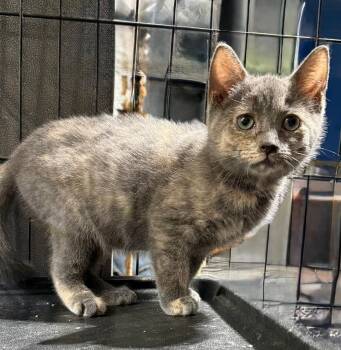 CIERRA -  Domestic Short Hair Cat for Adoption in Gresham, Wisconsin - CIERRA | PetCurious