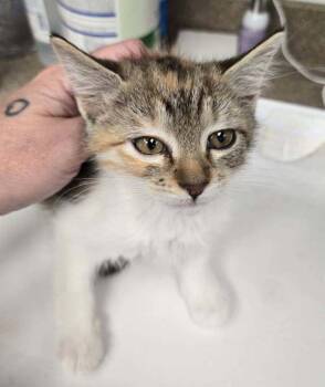 Sena -  Domestic Short Hair Cat for Adoption in Salt Lake City, Utah - Sena | PetCurious