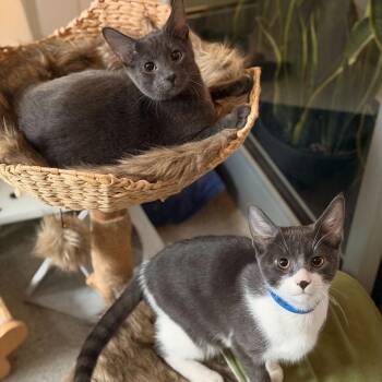 Bieber -  Domestic Short Hair Cat for Adoption in Chicago, Illinois - Bieber | PetCurious
