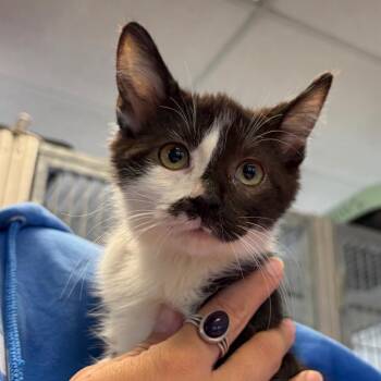 Domestic Short Hair Cats Available for Adoption in Goleta, California - Buzz | PetCurious