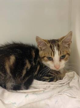 Megatron -  Domestic Short Hair Cat for Adoption in Delson, Quebec - Megatron | PetCurious