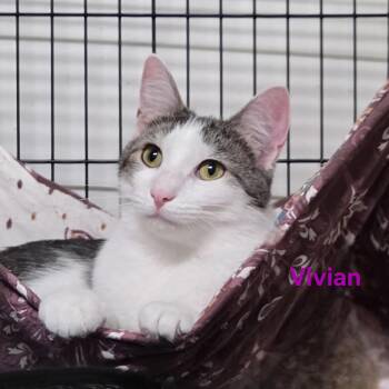 Domestic Short Hair Cats Available for Adoption in Whitewater, Wisconsin - Vivian | PetCurious