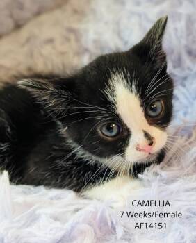 Domestic Short Hair Cats Available for Adoption - Camellia | PetCurious