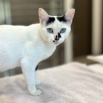 Celeste -  Domestic Short Hair Cat for Adoption in Nashville, Indiana - Celeste | PetCurious