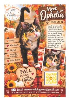 Ophelia -  Calico Cat for Adoption in North Bergen, New Jersey - Ophelia | PetCurious