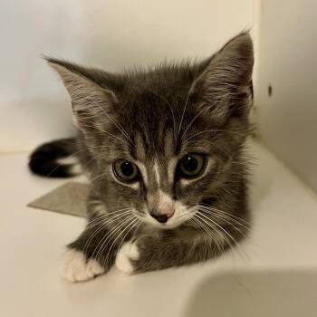 Chibby -  Domestic Short Hair Cat for Adoption in Sarasota, Florida - Chibby | PetCurious