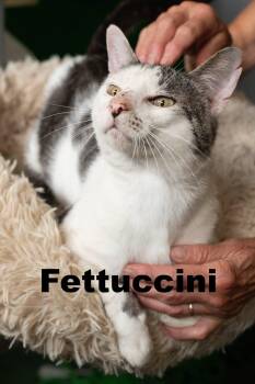 Fettuccini -  Domestic Short Hair Cat for Adoption in Macomb, Illinois - Fettuccini | PetCurious