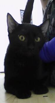 Rescue Domestic Short Hair Cats for Adoption in Dayton, Minnesota - Boba | PetCurious