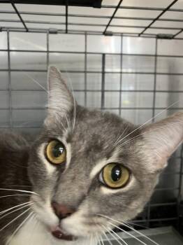 VALENTINA -  Domestic Short Hair Cat for Adoption in Dallas, Texas - VALENTINA | PetCurious