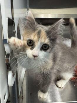 She Ra -  Domestic Long Hair Cat for Adoption in Hilton Head Island, South Carolina - She Ra | PetCurious
