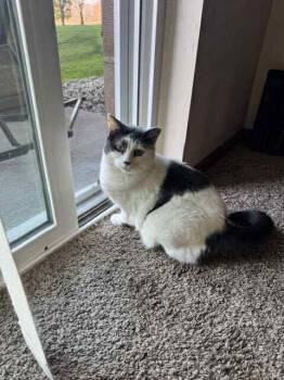 Rescue Domestic Short Hair Cats for Adoption in Alexandria, Minnesota - Smokey | PetCurious