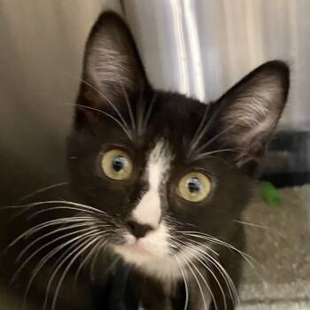 Rescue Domestic Short Hair Cats for Adoption in Troy, Illinois - Gallo | PetCurious