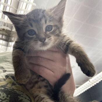 Domestic Short Hair Cats Available for Adoption in Summerlee, West Virginia - Matilda | PetCurious