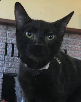 Nigel -  Domestic Short Hair Cat for Adoption in Riverside, California - Nigel | PetCurious